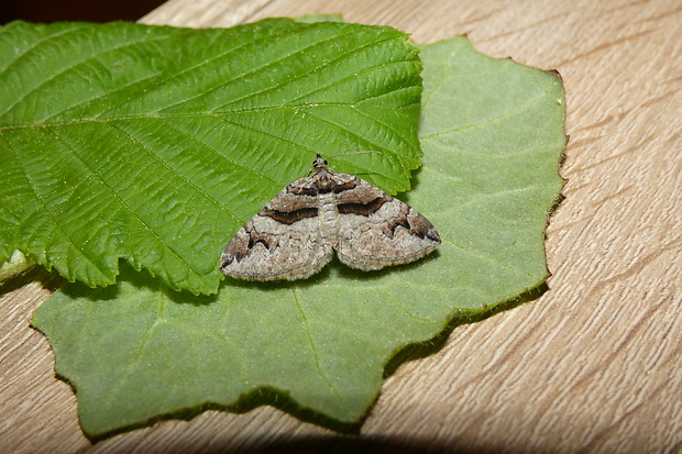 piadivka dráčová Pareulype berberata