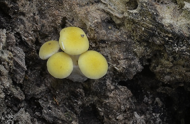 hliva lievikovitá citrónová Pleurotus citrinopileatus (Singer) Ohira