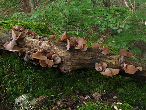 uchovec bazový Auricularia auricula-judae (Bull.) Quél.