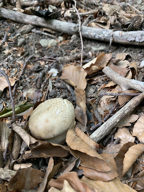 hríb dubový Boletus reticulatus Schaeff.