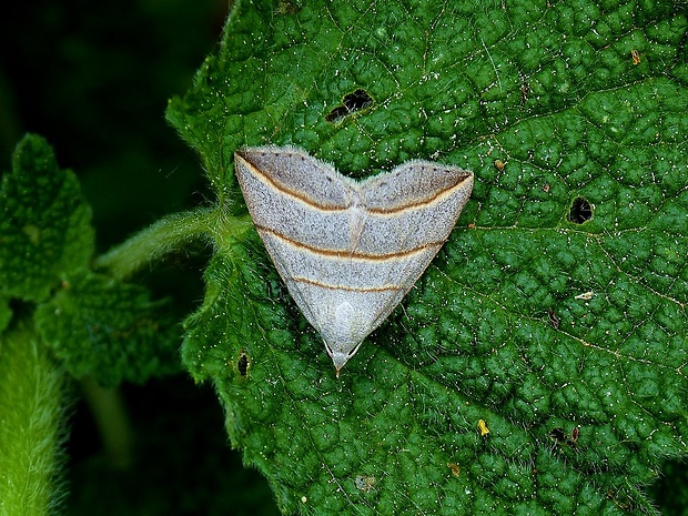 pamora vŕbová Colobochyla salicalis