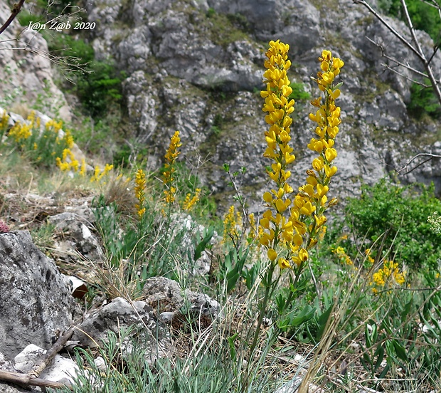 kručinkovec položený Corothamnus procumbens (Waldst. et Kit. ex Willd.) C. Presl.