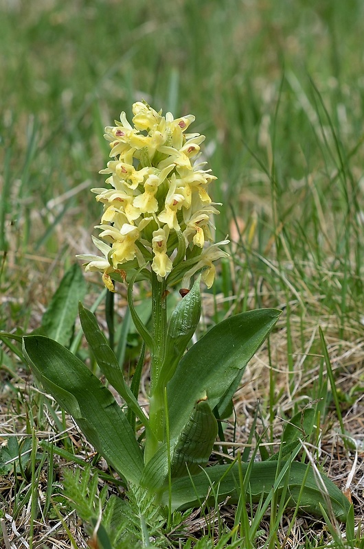 vstavačovec bazový Dactylorhiza sambucina (L.) Soó