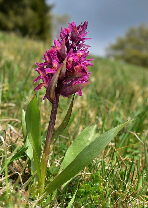 vstavačovec bazový Dactylorhiza sambucina (L.) Soó