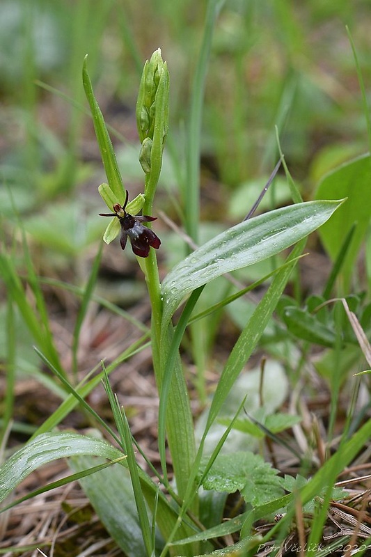 hmyzovník muchovitý Ophrys insectifera L.