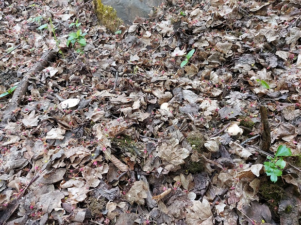 čírovnica májová Calocybe gambosa (Fr.) Donk