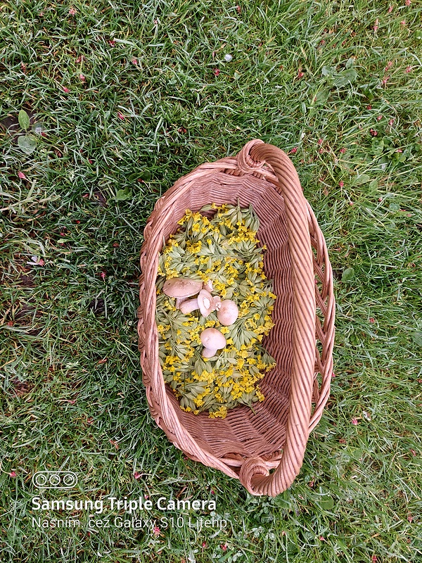 čírovnica májová Calocybe gambosa (Fr.) Donk