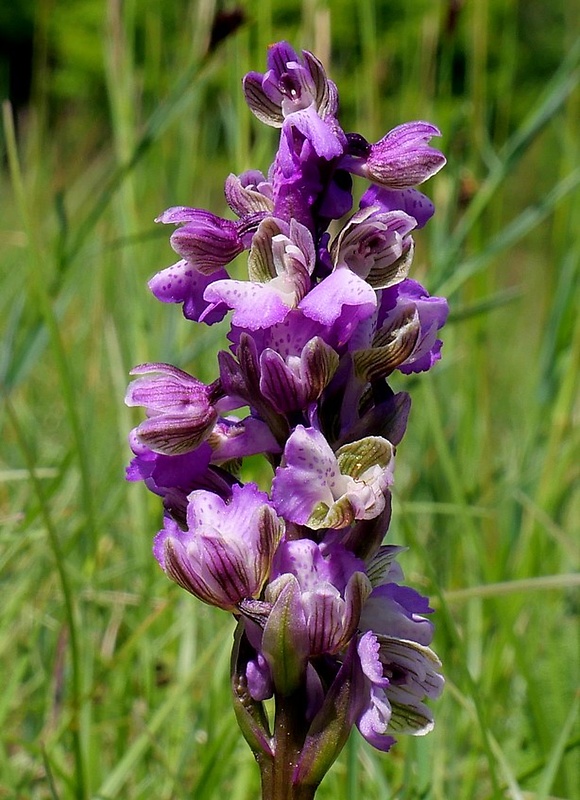 červenohlav obyčajný Anacamptis morio (L.) R. M. Bateman, A. M. Pringeon & M. W. Chase