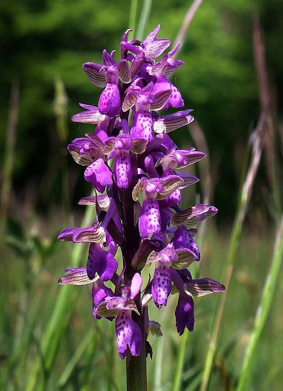 červenohlav obyčajný Anacamptis morio (L.) R. M. Bateman, A. M. Pringeon & M. W. Chase