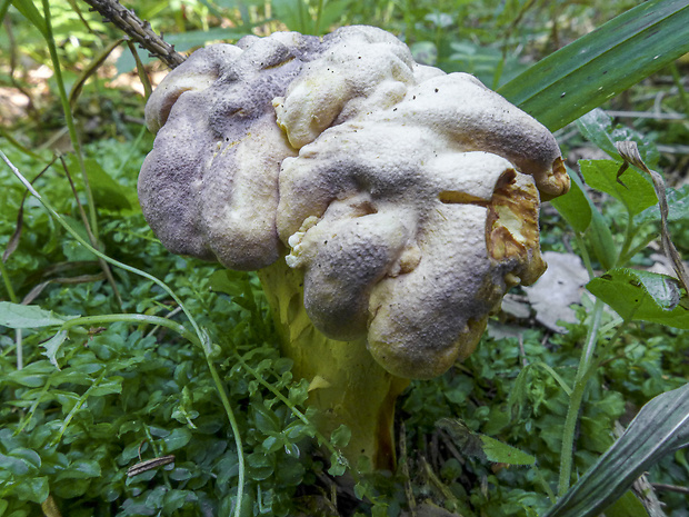 kuriatko jedlé ametystové Cantharellus amethysteus (Quél.) Sacc.