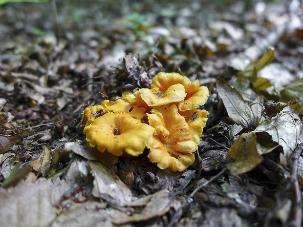 kuriatko oranžové Cantharellus friesii Quél.