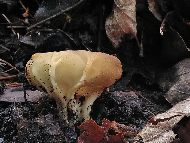 chriapač kalíškovitý Helvella acetabulum (L.) Quél.