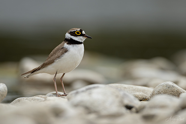 kulík riečny Charadrius dubius