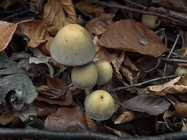 hnojník Coprinellus sp.