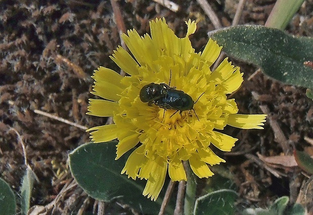 krytohlav Cryptocephalus violaceus Laicharting, 1781