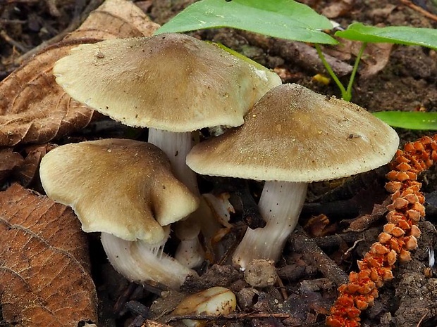 hodvábnica jarná Entoloma clypeatum (L.) P. Kumm.