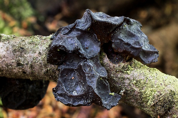 tmavorôsolovec mušľovitý Exidia truncata Fr.