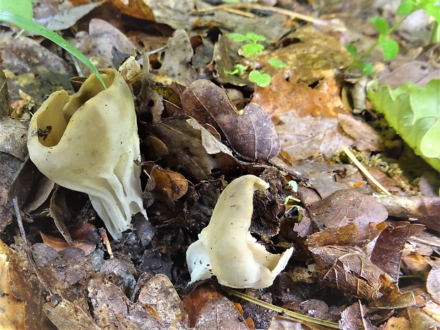 chriapač kalíškovitý Helvella acetabulum (L.) Quél.