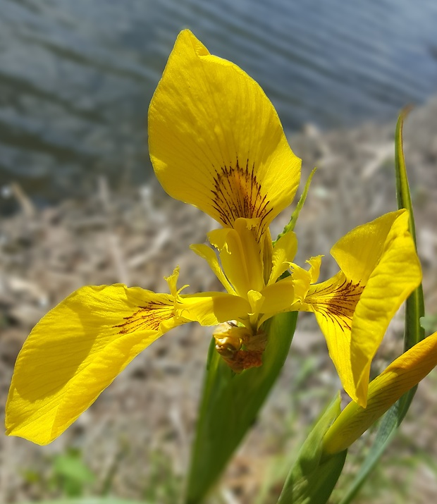 kosatec žltý Iris pseudacorus L.