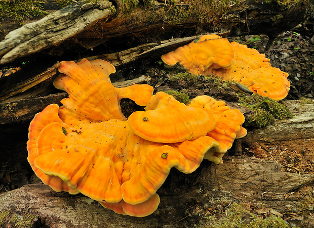 sírovec obyčajný Laetiporus sulphureus (Bull.) Murrill