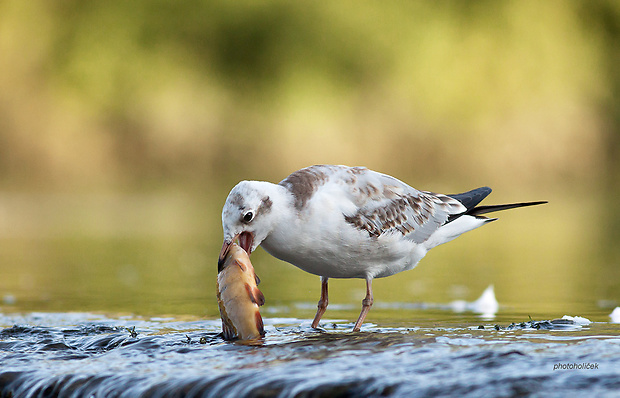 čajka smejivá Larus ridibundus