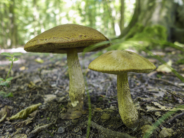 kozák hrabový Leccinum pseudoscabrum (Kallenb.) Šutara