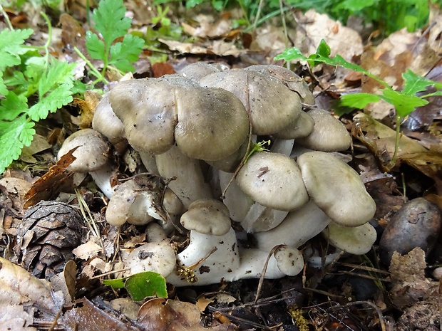 strmulec nakopený Lyophyllum decastes (Fr.) Singer