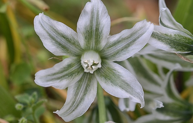 bledavka boucheova Ornithogalum boucheanum (Kunth) Asch.