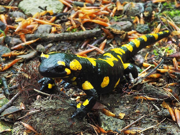 salamandra škvrnitá Salamandra salamandra