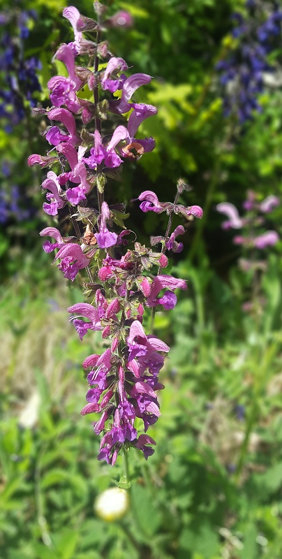 šalvia lúčna Salvia pratensis L.