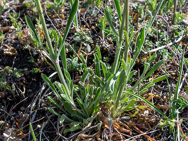 silenka uškatá Silene cf. otites (L.) Wibel