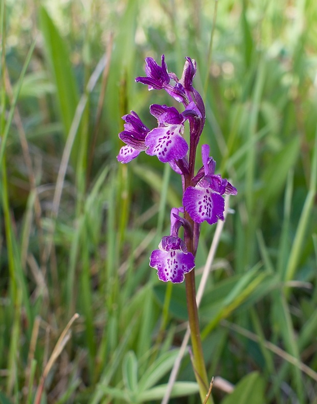 červenohlav obyčajný Anacamptis morio (L.) R. M. Bateman, A. M. Pringeon & M. W. Chase