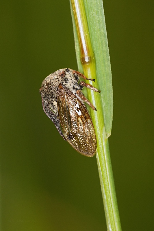 tŕňovka liesková Centrotus cornutus