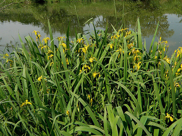 kosatec žltý Iris pseudacorus L.