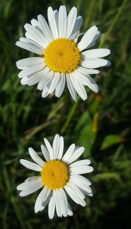 margaréta biela Leucanthemum vulgare Lam.