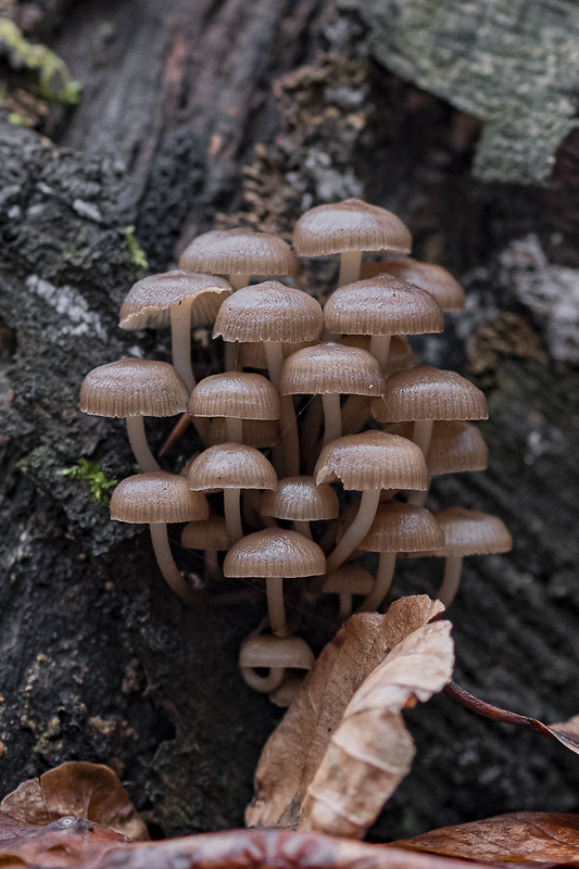 prilbička hnedosivá Mycena tintinnabulum (Paulet) Quél.