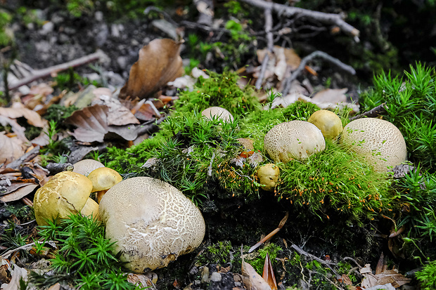 suchohríb cudzopasný Pseudoboletus parasiticus (Bull.) Šutara