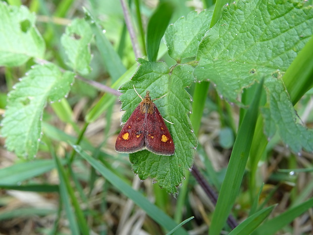 vijačka zlatoškvrnná Pyrausta aurata