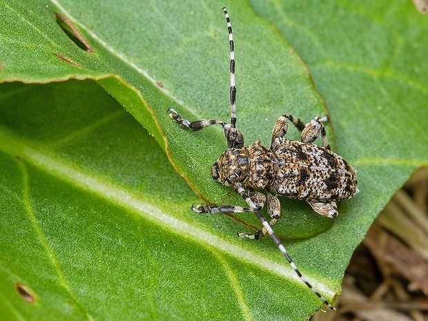 vrzúnik  Acanthoderes clavipes