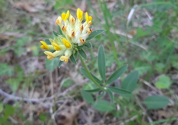 bôľhoj lekársky Anthyllis vulneraria L.