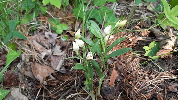 prilbovka biela Cephalanthera damasonium (Mill.) Druce