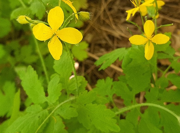 lastovičník väčší Chelidonium majus L.