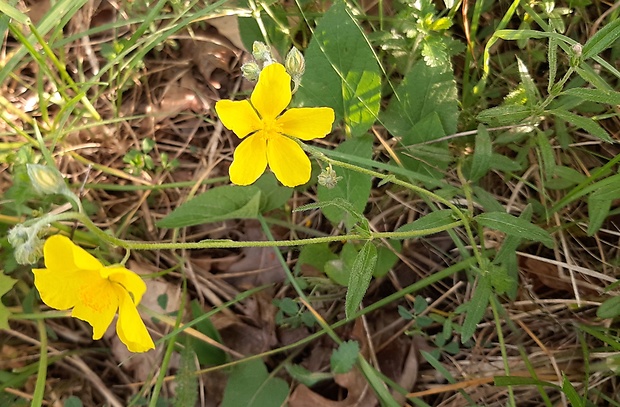 devätorník veľkokvetý Helianthemum grandiflorum (Scop.) DC.