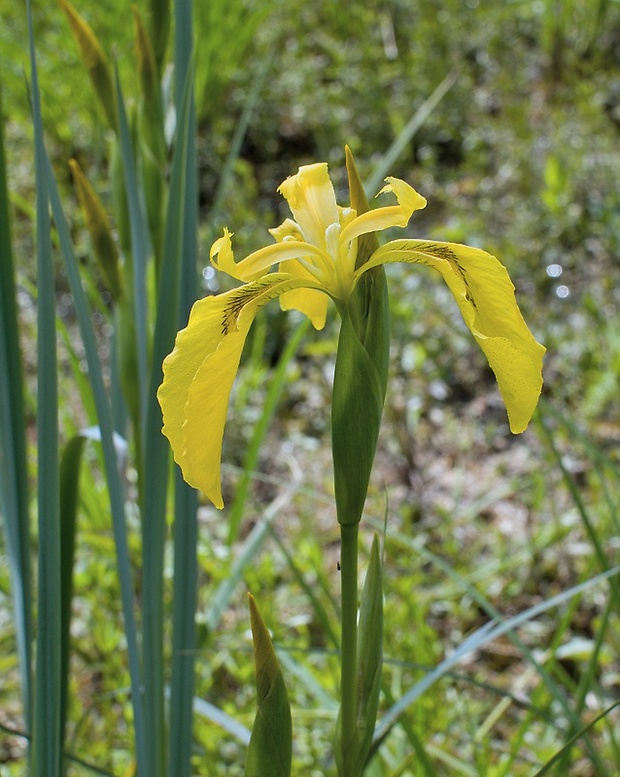 kosatec žltý Iris pseudacorus L.