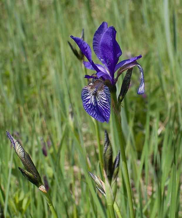 kosatec sibírsky Iris sibirica L.