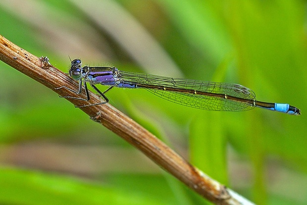 šidielko väčšie, samec Ischnura elegans