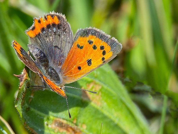 ohniváčik čiernokrídly  Lycaena phlaeas