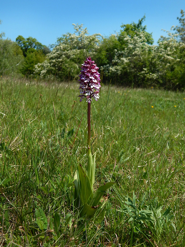 vstavač Orchis × hybrida (Lindl.) Boenn. ex Rchb.