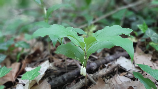 kokorík širokolistý Polygonatum latifolium Desf.