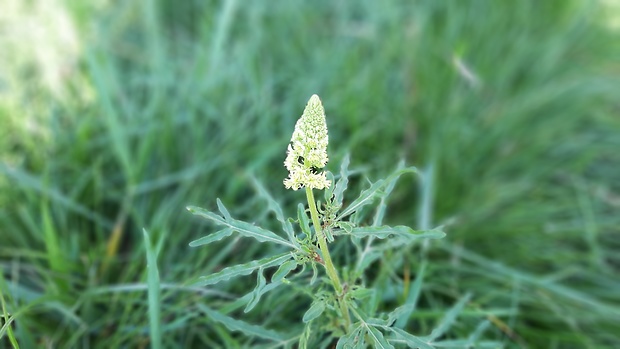 rezeda žltá Reseda lutea L.